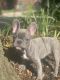 French Bulldog Puppies for sale in Houston, TX, USA. price: $5,000
