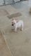 French Bulldog Puppies for sale in West Melbourne, FL 32904, USA. price: $5