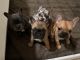 French Bulldog Puppies for sale in Norco, CA, USA. price: $3,800