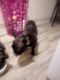 French Bulldog Puppies for sale in Las Vegas, NV 89169, USA. price: $3,000