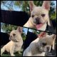 French Bulldog Puppies for sale in Los Angeles, CA, USA. price: $2,000