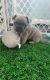 French Bulldog Puppies for sale in Goshen, IN, USA. price: $2,500