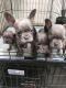 French Bulldog Puppies for sale in Fresno, CA, USA. price: $2,500