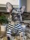 French Bulldog Puppies for sale in Perth Amboy, NJ 08861, USA. price: $3,000