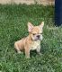 French Bulldog Puppies for sale in Fort Worth, TX, USA. price: $3,000