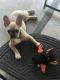 French Bulldog Puppies for sale in Audubon, NJ 08106, USA. price: $2,500