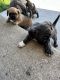 French Bulldog Puppies for sale in New Berlin, WI, USA. price: $300