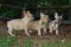 French Bulldog Puppies for sale in Escondido, CA 92025, USA. price: $1,400
