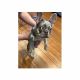 French Bulldog Puppies for sale in Ventura County, CA, USA. price: $800