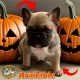 French Bulldog Puppies for sale in Islip Terrace, NY, USA. price: $2,500