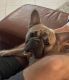 French Bulldog Puppies for sale in Parrish, FL 34219, USA. price: $900