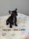 French Bulldog Puppies for sale in Tacoma, WA, USA. price: $2,500