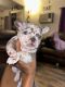 French Bulldog Puppies for sale in Orlando, FL, USA. price: $3,500