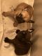French Bulldog Puppies for sale in Pickerington, OH, USA. price: NA