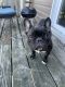 French Bulldog Puppies for sale in Indianapolis, IN, USA. price: $2,000