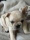 French Bulldog Puppies for sale in Grand Rapids, MI, USA. price: $2,500