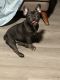 French Bulldog Puppies for sale in Mount Joy, PA 17552, USA. price: $5,000