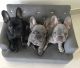 French Bulldog Puppies for sale in Sunny Isles Beach, FL 33160, USA. price: $1,500