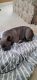 French Bulldog Puppies for sale in Upper Marlboro, MD 20772, USA. price: $4,000