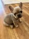 French Bulldog Puppies for sale in Madisonville, LA 70447, USA. price: $1,500