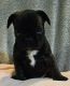 French Bulldog Puppies for sale in Monterey, LA 71354, USA. price: $2,000