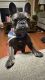 French Bulldog Puppies for sale in Smoke Rise, GA 30087, USA. price: $2,000