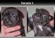 French Bulldog Puppies for sale in Omaha, NE, USA. price: $1,500