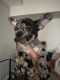 French Bulldog Puppies for sale in Fort Lauderdale, FL 33331, USA. price: $5,000