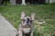 French Bulldog Puppies for sale in Atlanta, GA, USA. price: $4,000