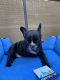 French Bulldog Puppies for sale in Ontario, CA, USA. price: $800