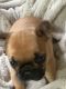 French Bulldog Puppies for sale in Grand Rapids, MI, USA. price: $2,000
