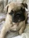 French Bulldog Puppies for sale in Grand Rapids, MI, USA. price: $2,000