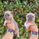 French Bulldog Puppies for sale in Westchester, CA 90045, USA. price: $1,800