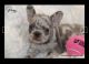 French Bulldog Puppies for sale in Peyton, CO 80831, USA. price: $1,800