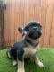 French Bulldog Puppies for sale in Claremont, CA, USA. price: $1,200