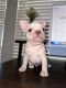 French Bulldog Puppies for sale in Missouri City, TX, USA. price: $3,000