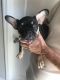French Bulldog Puppies for sale in Lakeland, FL, USA. price: $1,000