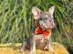 French Bulldog Puppies for sale in Asheboro, NC, USA. price: $4,500