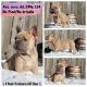 French Bulldog Puppies for sale in Houston, TX, USA. price: NA
