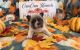 French Bulldog Puppies for sale in Champaign, IL, USA. price: $2,500
