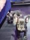 French Bulldog Puppies for sale in Waldorf, MD, USA. price: $4,200