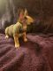 French Bulldog Puppies for sale in Houston, TX 77043, USA. price: $2,000