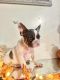French Bulldog Puppies for sale in Roy, UT, USA. price: $2,000