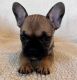 French Bulldog Puppies for sale in League City, TX, USA. price: $3,000