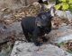 French Bulldog Puppies for sale in Kane, IL 62054, USA. price: $1,500