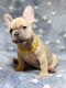 French Bulldog Puppies for sale in Sunrise, FL, USA. price: $2,000