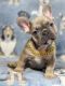 French Bulldog Puppies for sale in Sunrise, FL, USA. price: $2,000