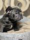 French Bulldog Puppies for sale in Perris, CA, USA. price: NA