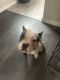 French Bulldog Puppies for sale in Detroit, MI, USA. price: $800