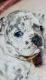 French Bulldog Puppies for sale in Modesto, CA, USA. price: $4,000